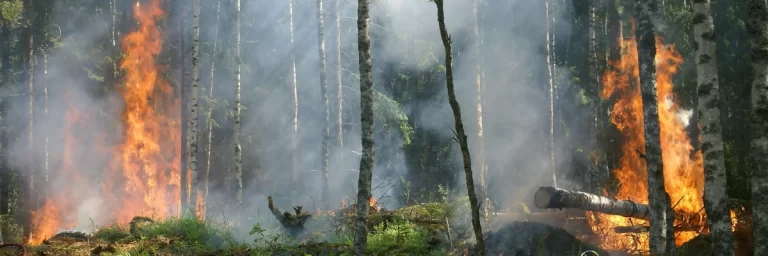 加拿大山火肆虐，IRCC发布紧急临时公共政策！